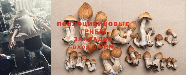 сатива Баксан